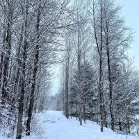 60 acre 4 Season Hunting Land Wilna NY images 2