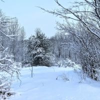 60 acre 4 Season Hunting Land Wilna NY images 3