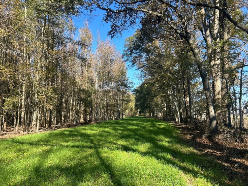 220 Acres in Issaquena County MS featured image
