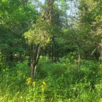 COUGAR RIDGE RANCH - SUPREME HUNTING LAND - NEW PRICE images 5