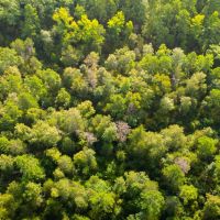 Ouachita Forest 148