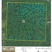 Ouachita Forest 148 images 4