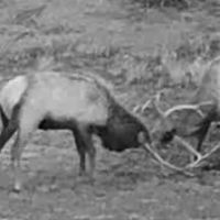 Elk Crossing Ranch