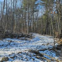 23 acres Wooded Hunting Land and Recreational Land in Elmira NY Jenkins Rd