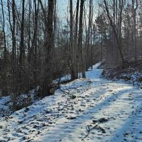 23 acres Wooded Hunting Land and Recreational Land in Elmira NY Jenkins Rd images 3