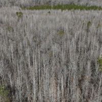 43 Acres in Lawrence County in Monticello MS images 3