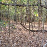 20 AC ON BENGAL MOUNTAIN images 4