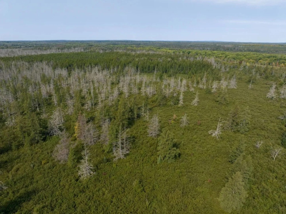 Land for Sale in Ashland County Wisconsin featured image