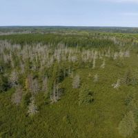 Land for Sale in Ashland County Wisconsin