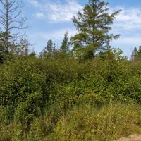 Land for Sale in Ashland County Wisconsin images 5