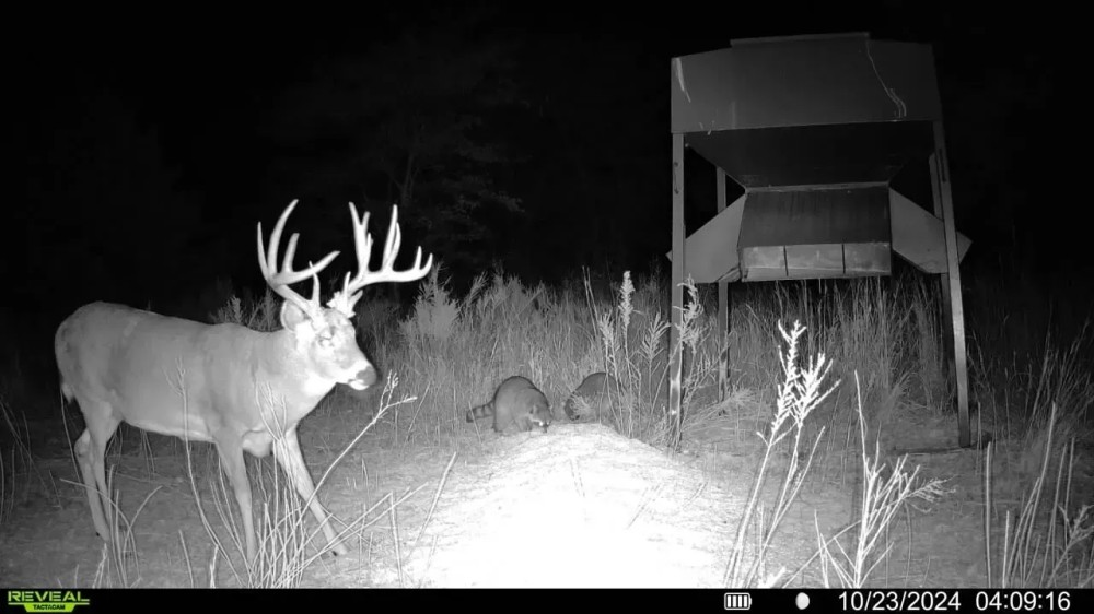 1300 Acres of World Class Whitetail Quail Hunting in Unit 16 - Sharon Kansas featured image