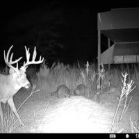 1300 Acres of World Class Whitetail Quail Hunting in Unit 16 - Sharon Kansas