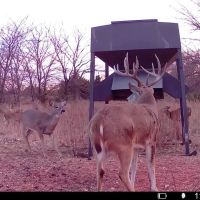 1300 Acres of World Class Whitetail Quail Hunting in Unit 16 - Sharon Kansas images 2