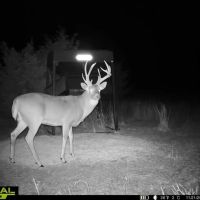 1300 Acres of World Class Whitetail Quail Hunting in Unit 16 - Sharon Kansas images 5