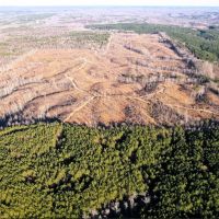 Buddy Durham Road 231 Acres