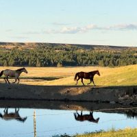 MA BAR Ranch 280