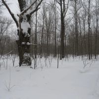 Michigan Recreational Property 50165363 images 4