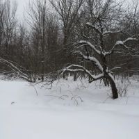 Michigan Recreational Property 50165363 images 5