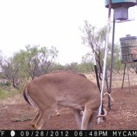 Baylor County Hunting Lease