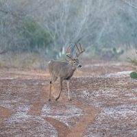 CJ8 Turkey Creek Ranch images 2