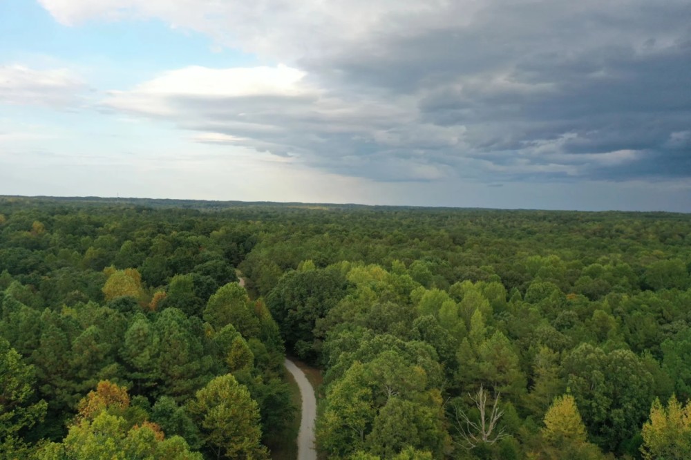 The Chestnut Woods featured image