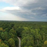 The Chestnut Woods
