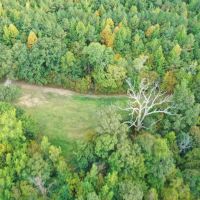 The Chestnut Woods images 2