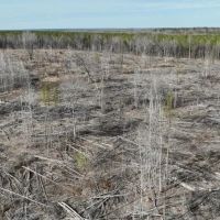 Tucker 200 ac Marengo County Alabama images 3
