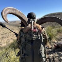 Trophy Aoudad Hunts