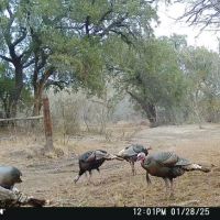 South Texas Turkey hunts! Corporate or Group welcomed!!