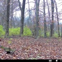 Delphi 298 images 2