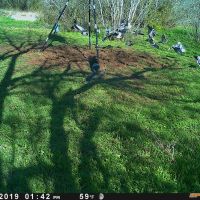 South Texas Dove & Turkey hunting  with 3/4 pond