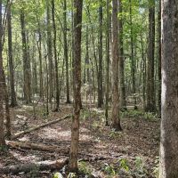 183 Acres in Carroll County MS images 2