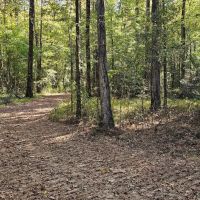 183 Acres in Carroll County MS images 5