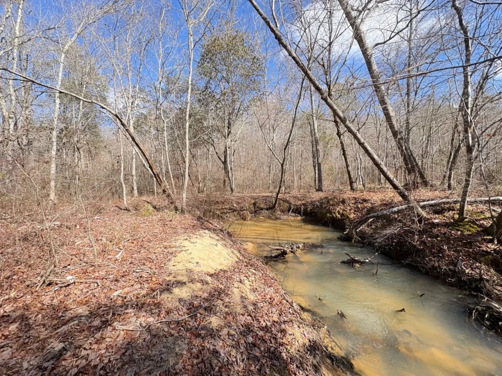 Winston County 149 - acres Recreational and Timber Tract featured image