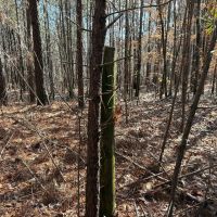 Winston County 149 - acres Recreational and Timber Tract images 4