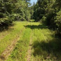 230 Acres with a Camp in Carroll County MS images 5
