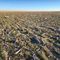 Deuel County Tillable Cropland with Mostly Class II Soils images 4