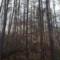 LA - Caldwell 21 acres - images 3