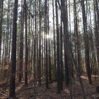 LA - Caldwell 21 acres - images 4