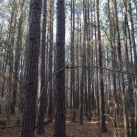 LA - Caldwell 21 acres - images 5