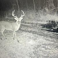 Hunting Property with a Camp and a Great Homesite images 4