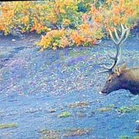 Cougar Ridge Ranch images 3