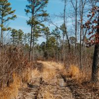 Timber Recreation images 2