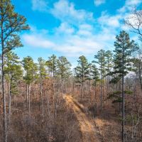 Timber Recreation images 3