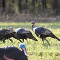 Triple Quail images 4