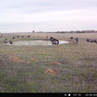 Turkey hunt on 10,000 acres with very low pressured birds!