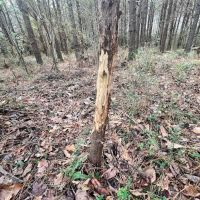 82.44 Recreational and Agricultural Land in Gates County NC images 5