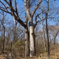 Runyan Tracts- 600 - Acres images 2