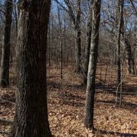 Runyan Tracts- 600 - Acres images 4